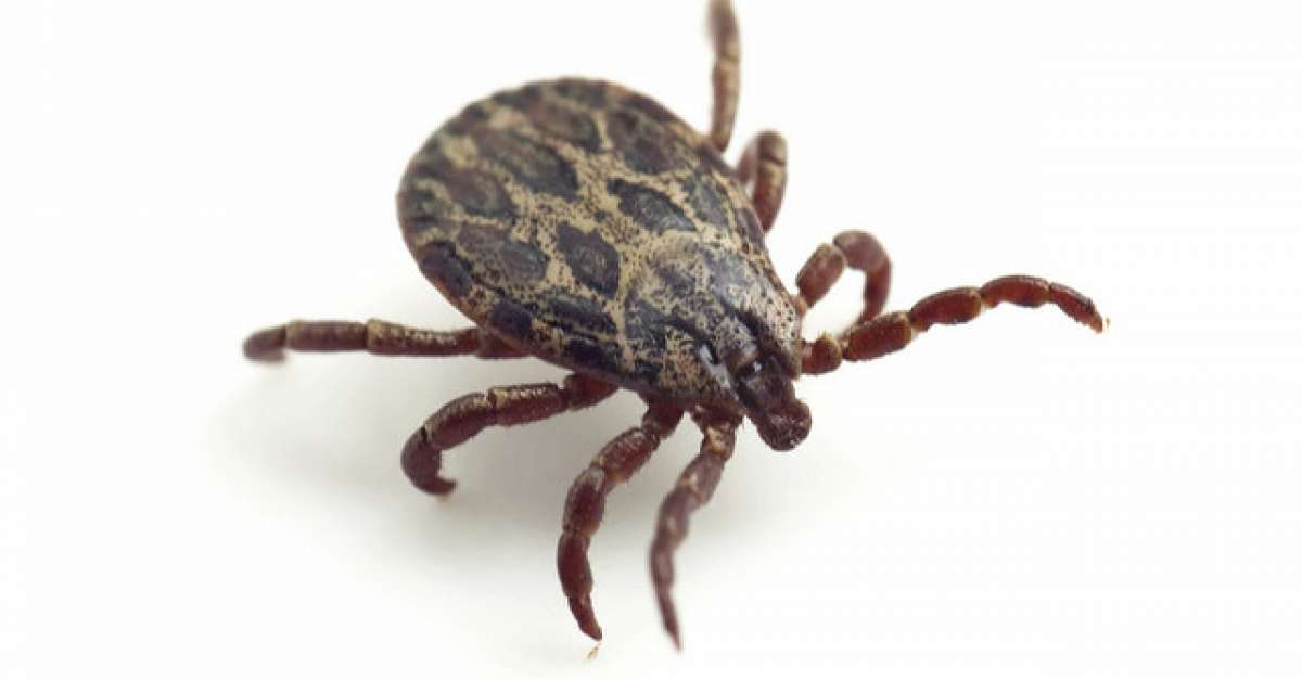 This Summer Promises To Be A Big One For Ticks Wisconsin Public Radio